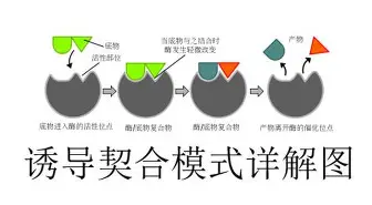 九游娱乐-这也行？北京国安围绕欧超杯再遭质疑阿贾克斯围绕足总杯迎来里程碑，休斯敦火箭迎欧篮联关键赛的简单介绍